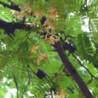 Tamarindus indica L.